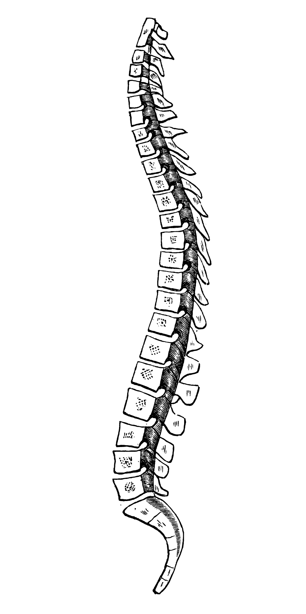 spine2